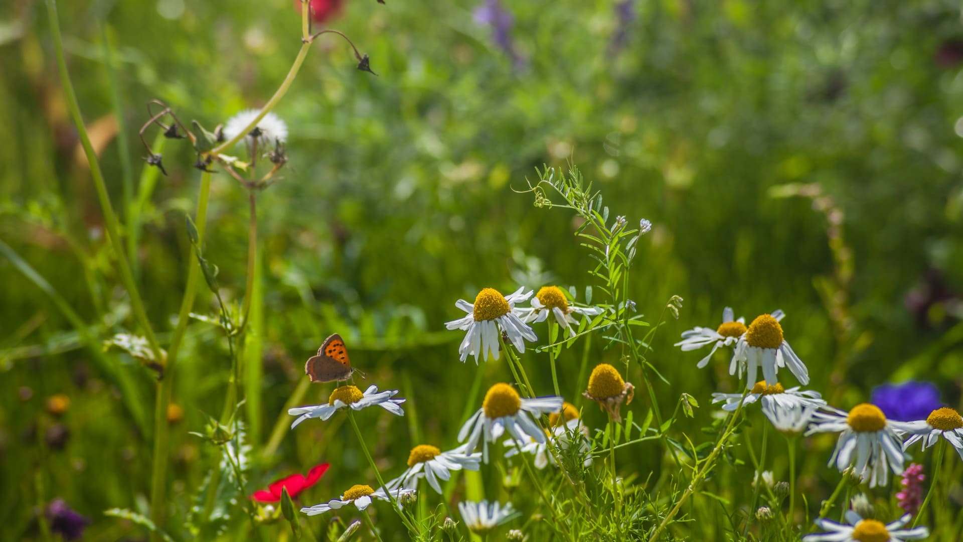 Field with white daisies, red and purple flowers, and an orange butterfly resting on a daisy.