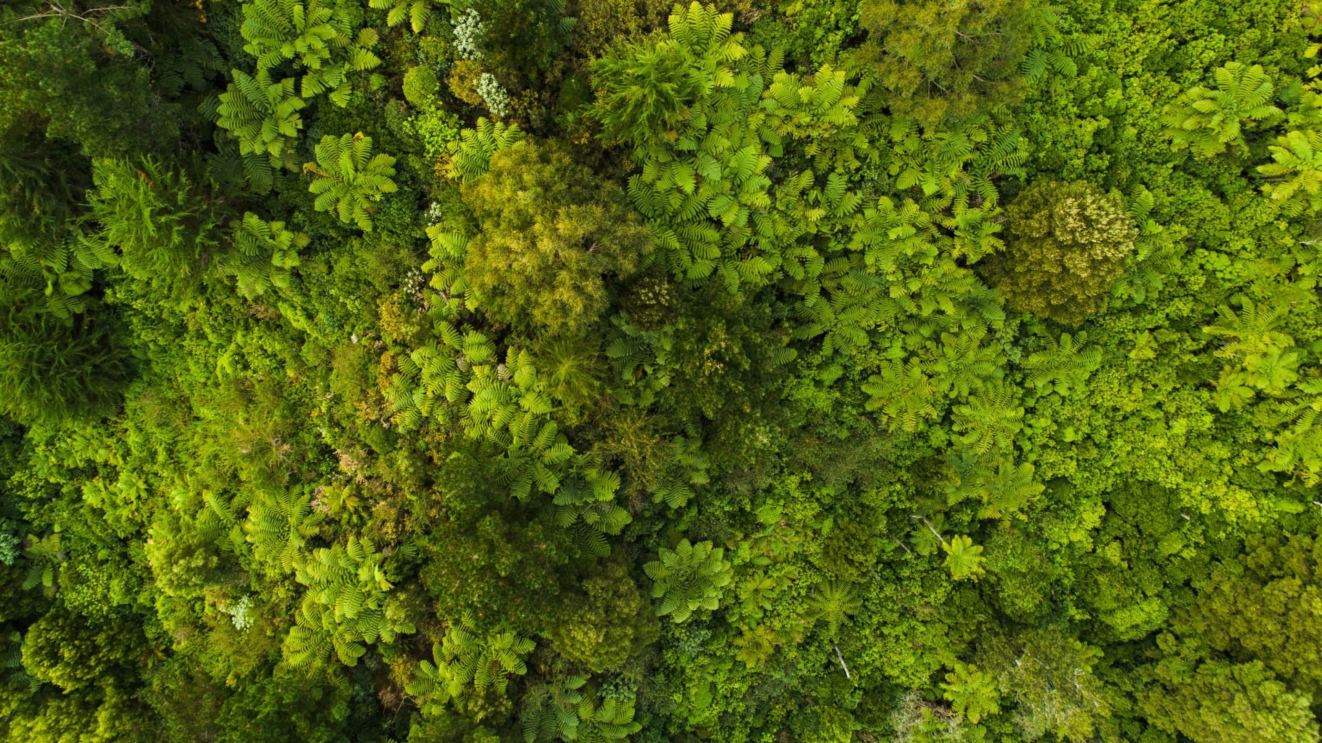 Aerial view of lush, diverse forest canopy showcasing biodiversity, with rich shades and textures of green.