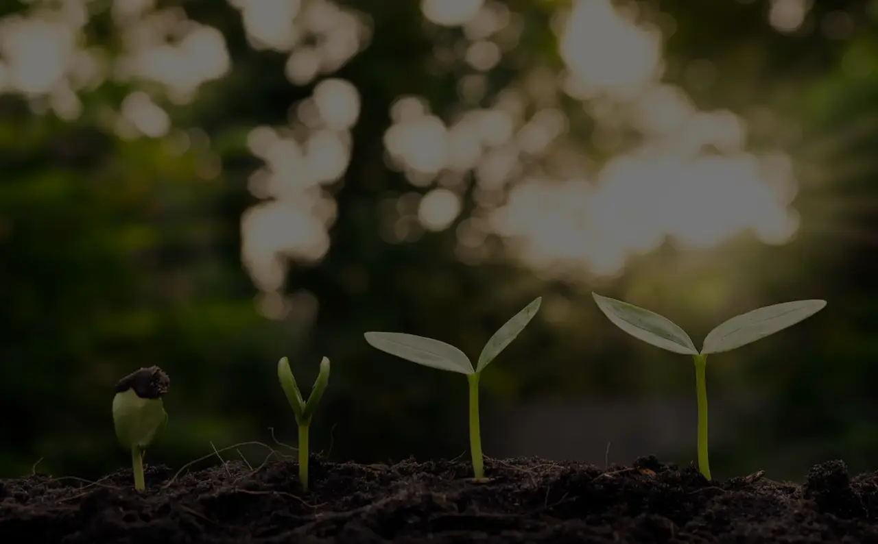 Four seedlings in stages of growth in sunlit soil.
