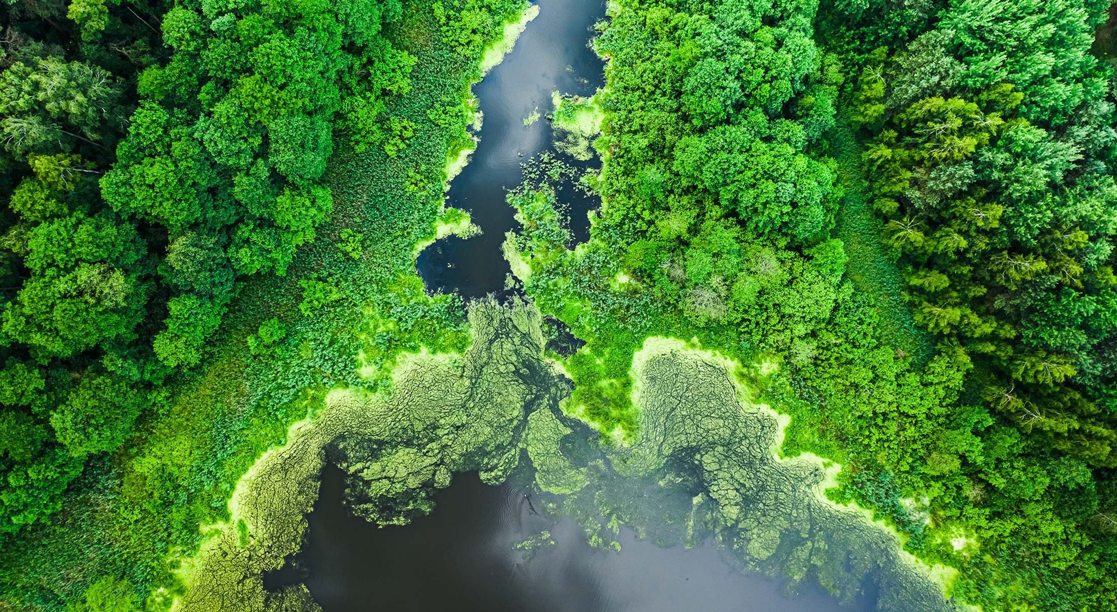 Lush green forest surrounding a dark body of water, with patches of algae or aquatic plants visible.