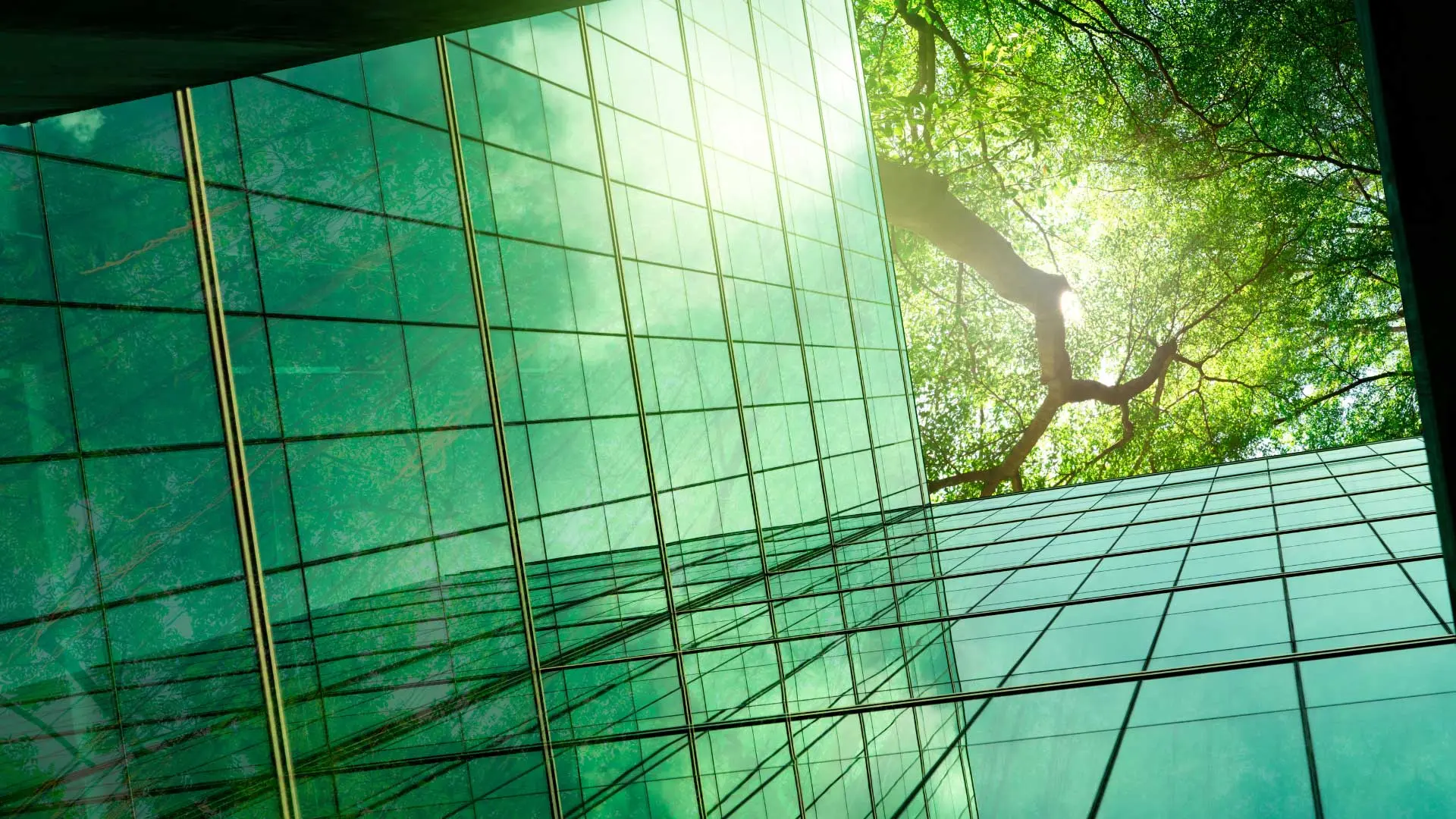 A building with reflective glass panels and a tree's branches mirrored on its surface.