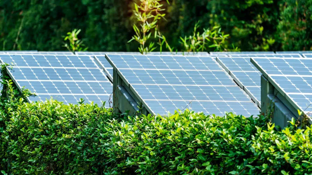 Solar panels installed in a vibrant green field, surrounded by lush plants under a clear blue sky.